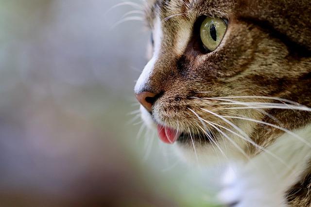 Cat-astrophic: Rising stray population bugs Jakarta – Inquirer.net