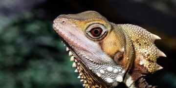 Pic story of a Brazilian dragon dance coach – Xinhua
