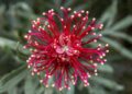 Native plants pitched for flavor, fragrance – The Manila Times