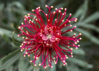 Native plants pitched for flavor, fragrance – The Manila Times
