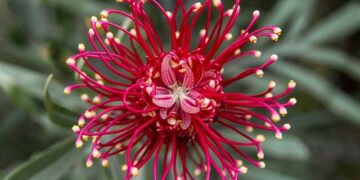 Native plants pitched for flavor, fragrance – The Manila Times
