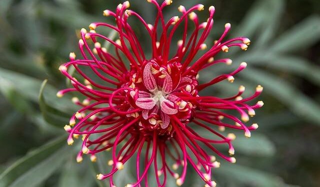 Native plants pitched for flavor, fragrance – The Manila Times
