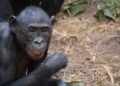 Congo-Kinshasa: DR Congo Announces Free Healthcare for All Illnesses in Ituri As Ebola Gains Ground – allAfrica.com