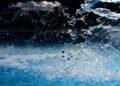 Waiakea water expands to Japan with launch in Lawson and Seijo Ishii stores – The Business Journals