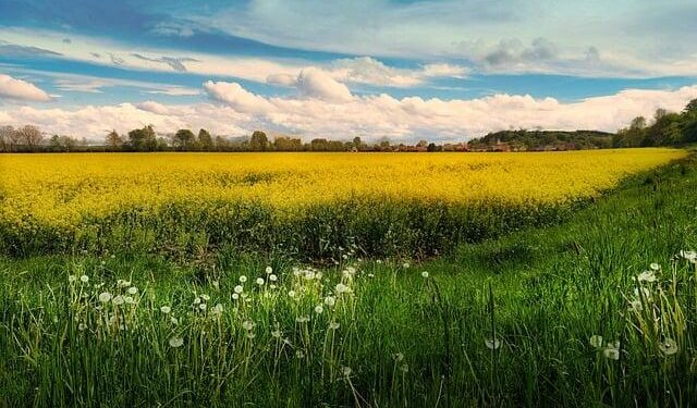 People enjoy spring view in E China’s Shandong – Xinhua