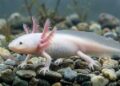 In Mexico City, axolotl salamanders are everywhere before the World Cup — except in the wild – Reuters