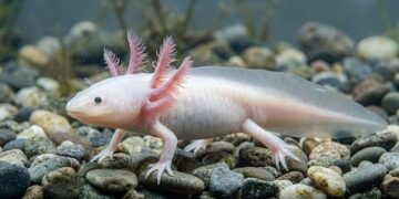 In Mexico City, axolotl salamanders are everywhere before the World Cup — except in the wild – Reuters