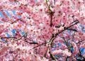 Tourists enjoy cherry blossoms at Wulongtan park in Jinan – People’s Daily Online