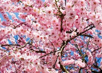Tourists enjoy cherry blossoms at Wulongtan park in Jinan – People’s Daily Online