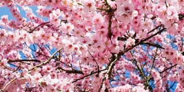 Tourists enjoy cherry blossoms at Wulongtan park in Jinan – People’s Daily Online