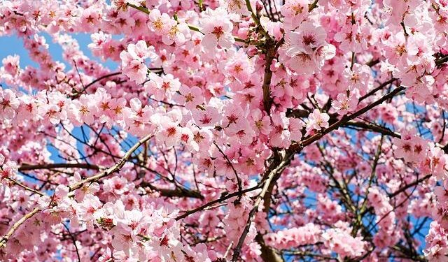 Tourists enjoy cherry blossoms at Wulongtan park in Jinan – People’s Daily Online