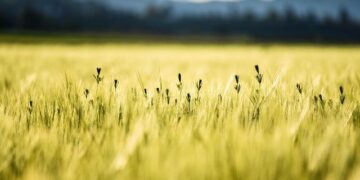 Only eating gold food from Salt Bae’s restaurant (Istanbul, Turkey) – MSN