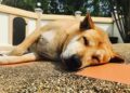 Over 900 Hong Kong restaurants welcome dogs on day 1 of pet-licensing scheme – South China Morning Post