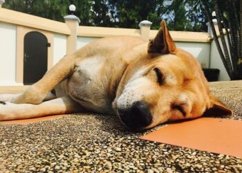 Over 900 Hong Kong restaurants welcome dogs on day 1 of pet-licensing scheme – South China Morning Post