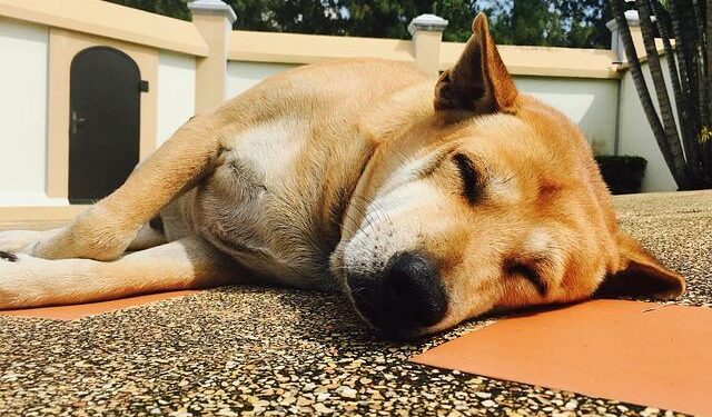Over 900 Hong Kong restaurants welcome dogs on day 1 of pet-licensing scheme – South China Morning Post