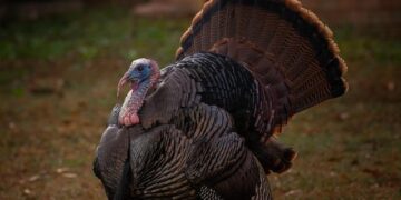 Turkey, NATO, and the New Middle East Balance – The National Interest