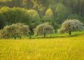 Quebec town recognizes trees as living beings with rights – CBC