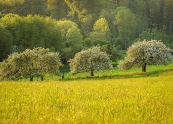 Quebec town recognizes trees as living beings with rights – CBC