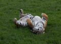 Japan’s oldest Amur tiger dies at 20 in Fukuoka Zoo – Anadolu Ajansı