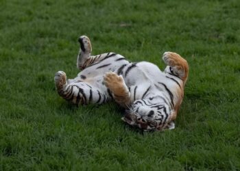 Japan’s oldest Amur tiger dies at 20 in Fukuoka Zoo – Anadolu Ajansı