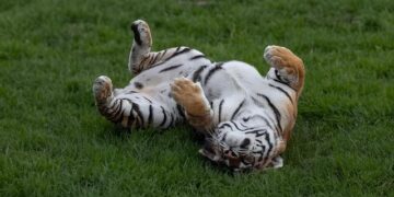 Japan’s oldest Amur tiger dies at 20 in Fukuoka Zoo – Anadolu Ajansı