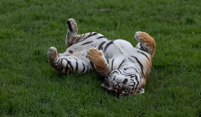 Japan’s oldest Amur tiger dies at 20 in Fukuoka Zoo – Anadolu Ajansı