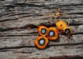 Indonesia promotes palm oil bioenergy in Russia – IDNFinancials.com
