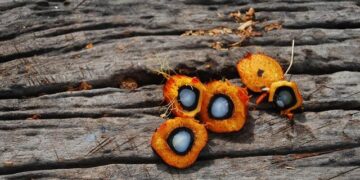 Indonesia promotes palm oil bioenergy in Russia – IDNFinancials.com
