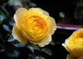 Chinese roses brighten Hangzhou’s elevated roads – People’s Daily Online