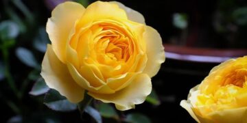 Chinese roses brighten Hangzhou’s elevated roads – People’s Daily Online