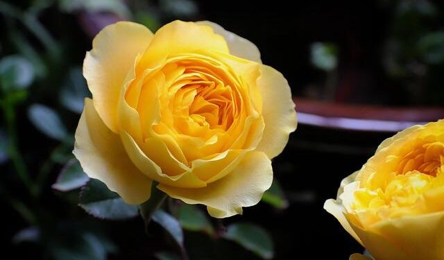 Chinese roses brighten Hangzhou’s elevated roads – People’s Daily Online