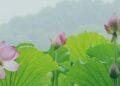 Manycore, one of Hangzhou’s ‘Six Little Dragons’, surges on Hong Kong IPO debut – South China Morning Post