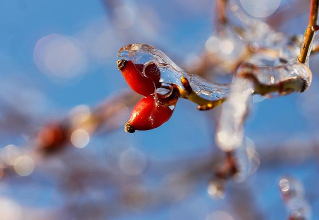 Ice harvesting: The mysterious ceremony on China’s Songhua River | Cultural Heritage | Culture – 當代中國