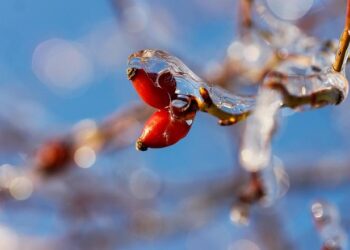 Ice harvesting: The mysterious ceremony on China’s Songhua River | Cultural Heritage | Culture – 當代中國