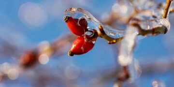 Ice harvesting: The mysterious ceremony on China’s Songhua River | Cultural Heritage | Culture – 當代中國