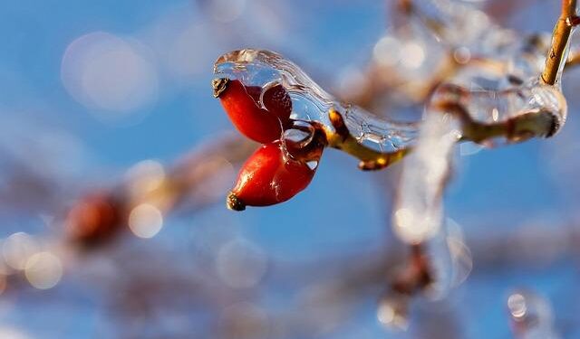 Ice harvesting: The mysterious ceremony on China’s Songhua River | Cultural Heritage | Culture – 當代中國