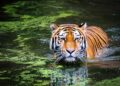 Encounter of the wild kind: When Ahmedabad two siblings came face-to-face with the big cat – The Times of India