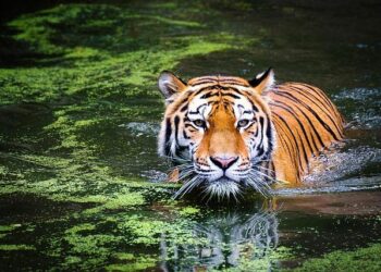 Encounter of the wild kind: When Ahmedabad two siblings came face-to-face with the big cat – The Times of India