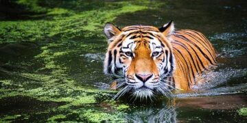 Encounter of the wild kind: When Ahmedabad two siblings came face-to-face with the big cat – The Times of India