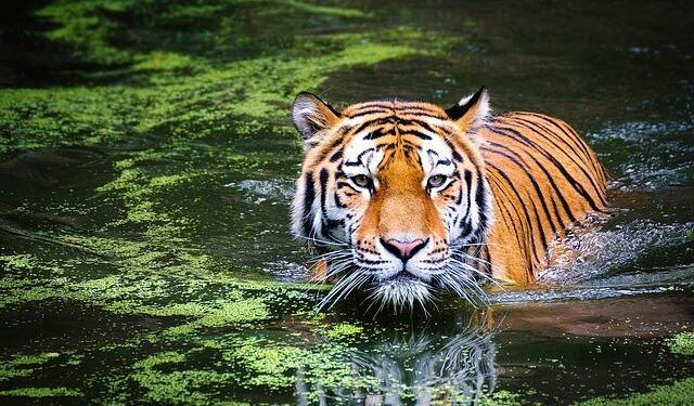 Encounter of the wild kind: When Ahmedabad two siblings came face-to-face with the big cat – The Times of India