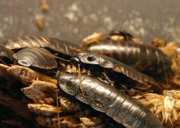 India’s ‘cockroach movement’ says founder not in detention or arrested – Reuters