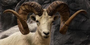 Opponent confirmed for Los Angeles Rams Melbourne game – Rams