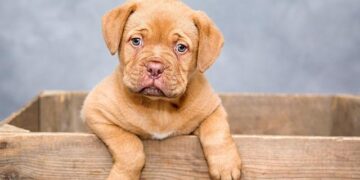 Group of dogs that went missing in China go viral – The Guardian