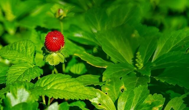 The Foshan Strawberry Music Festival kicks off in March – Macao News